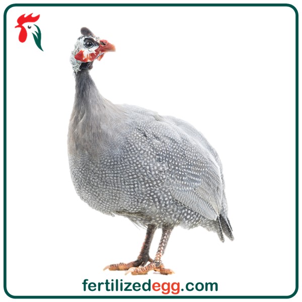 تخم نطفه دار مرغ شاخدار گینه